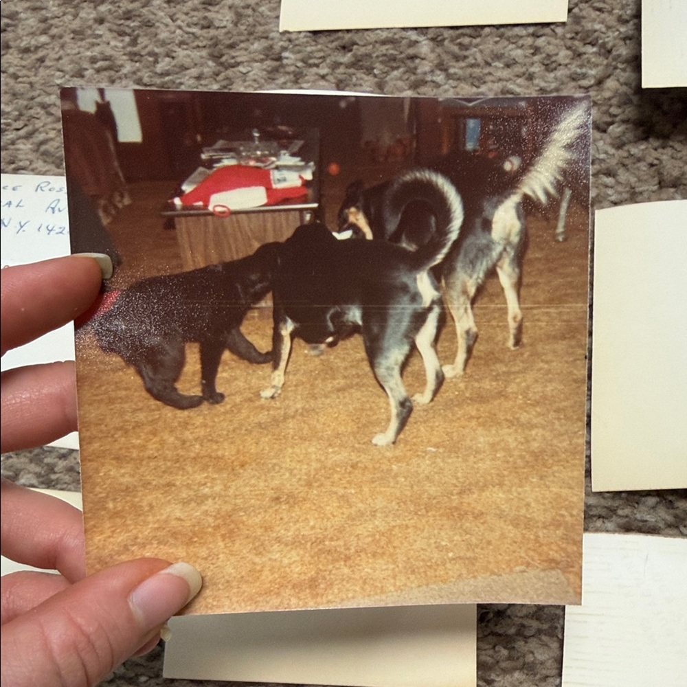 Vintage Photo Collection - Picture 11 of 11